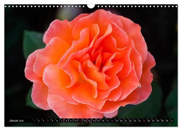 Produktbild: Rosen nat&uuml;rlich sch&ouml;n (Wandkalender 2026 DIN A3 quer), CALVENDO Monatskalender