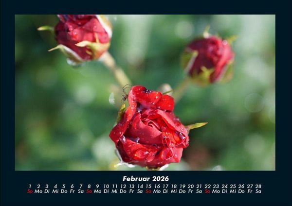 Produktbild: Blumentr&auml;ume 2026 Fotokalender DIN A4