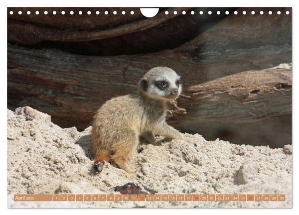 Produktbild: Erdm&auml;nnchen Familienbande (Wandkalender 2026 DIN A4 quer), CALVENDO Monatskalender