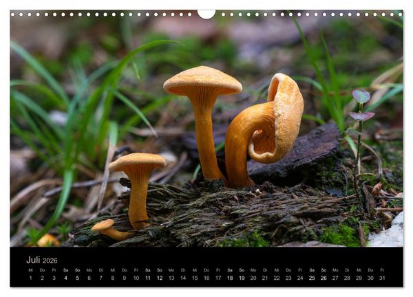 Produktbild: PILZE IM FOKUS 2026 (Wandkalender 2026 DIN A3 quer), CALVENDO Monatskalender