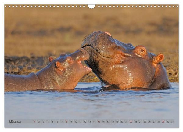 Produktbild: Flusspferde Magie des Augenblicks - Hippos in Afrika (Wandkalender 2026 DIN A3 quer), CALVENDO Monatskalender