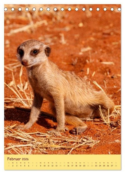 Produktbild: Erdm&auml;nnchen - Eine Kolonie in der Kalahari (Tischkalender 2026 DIN A5 hoch), CALVENDO Monatskalender