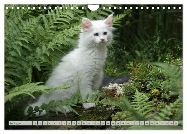 Produktbild: Tierkinder klein und s&uuml;&szlig; (Wandkalender 2026 DIN A4 quer), CALVENDO Monatskalender
