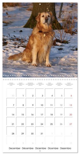 Produktbild: Happy Golden Retriever (Wall Calendar 2026 12 &times; 12 Inch) CALVENDO 12 Month Wall Calendar