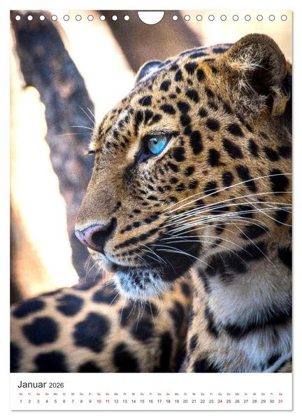 Produktbild: Leoparden - Die Beute im Visier. (Wandkalender 2026 DIN A4 hoch), CALVENDO Monatskalender