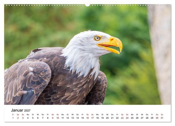 Produktbild: Greifv&ouml;gel in Aktion - Dynamische Flugbilder und Portr&auml;ts (hochwertiger Premium Wandkalender 2027 DIN A2 quer), Kunstdruck in Hochglanz