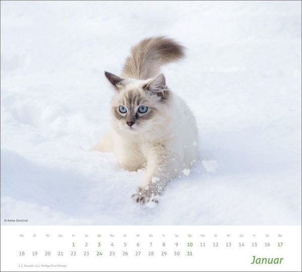 Produktbild: times&more Katzen Bildkalender 2027