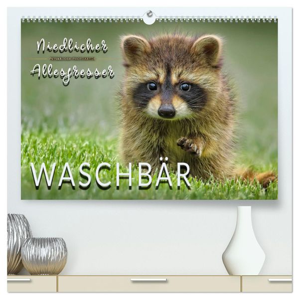 Waschbär - Niedlicher Allesfresser (hochwertiger Premium Wandkalender 2024 DIN A2 quer), Kunstdruck in Hochglanz