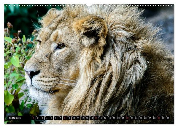 Produktbild: Afrika - Welt der Tiere (hochwertiger Premium Wandkalender 2026 DIN A2 quer), Kunstdruck in Hochglanz