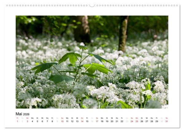 Produktbild: Schwarzwald 2026 (Wandkalender 2026 DIN A2 quer), CALVENDO Monatskalender