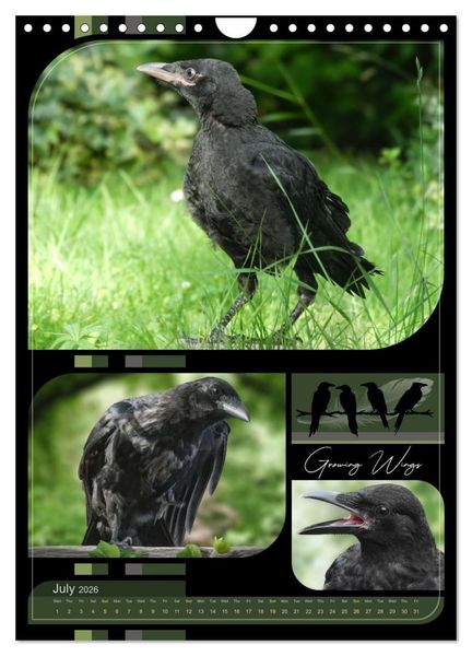 Produktbild: Crows - Through the Seasons (Wall Calendar 2026 DIN A4 portrait), CALVENDO 12 Month Wall Calendar