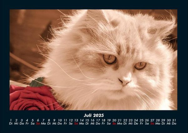 Produktbild: F&uuml;r Katzenfreunde 2025 Fotokalender DIN A4