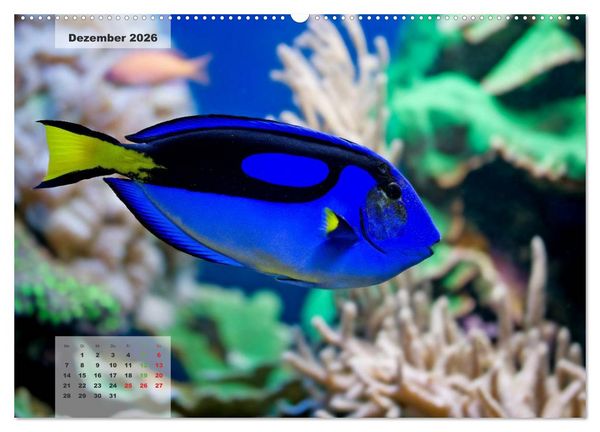 Produktbild: UNTER WASSER Riffaquaristik (hochwertiger Premium Wandkalender 2026 DIN A2 quer), Kunstdruck in Hochglanz