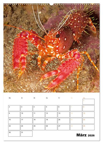 Produktbild: Farbrausch unter Wasser: Fische am Riff (hochwertiger Premium Wandkalender 2026 DIN A2 hoch), Kunstdruck in Hochglanz