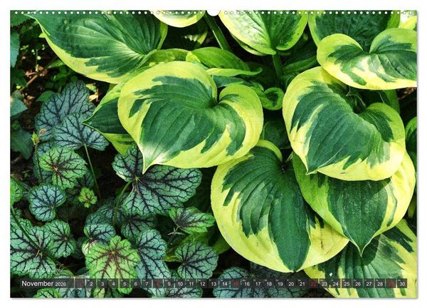 Produktbild: Hosta Staude mit Herz (hochwertiger Premium Wandkalender 2026 DIN A2 quer), Kunstdruck in Hochglanz