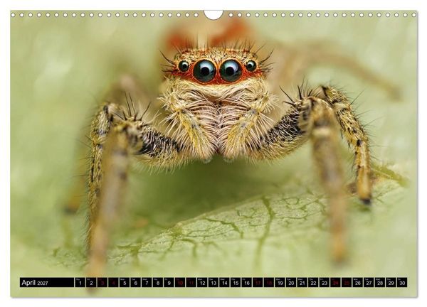 Produktbild: Jumping Spiders (Wall Calendar 2027 DIN A3 landscape), CALVENDO 12 Month Wall Calendar