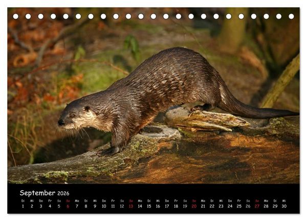 Produktbild: Putzige Fischj&auml;ger (Tischkalender 2026 DIN A5 quer), CALVENDO Monatskalender
