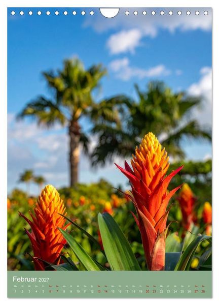 Produktbild: Bromelienzauber (Wandkalender 2027 DIN A4 hoch), CALVENDO Monatskalender