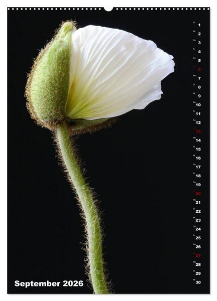 Produktbild: Mohn - Ein Bl&uuml;tentraum (hochwertiger Premium Wandkalender 2026 DIN A2 hoch), Kunstdruck in Hochglanz