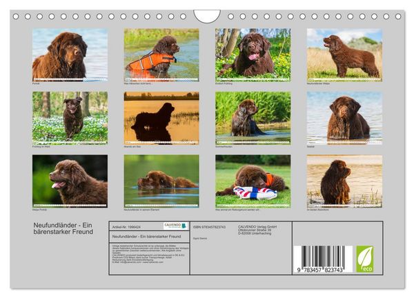 Produktbild: Neufundl&auml;nder - Ein b&auml;renstarker Freund (Wandkalender 2026 DIN A4 quer), CALVENDO Monatskalender