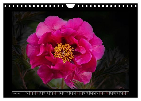 Produktbild: Mysterious plant portraits (Wall Calendar 2026 DIN A4 landscape), CALVENDO 12 Month Wall Calendar