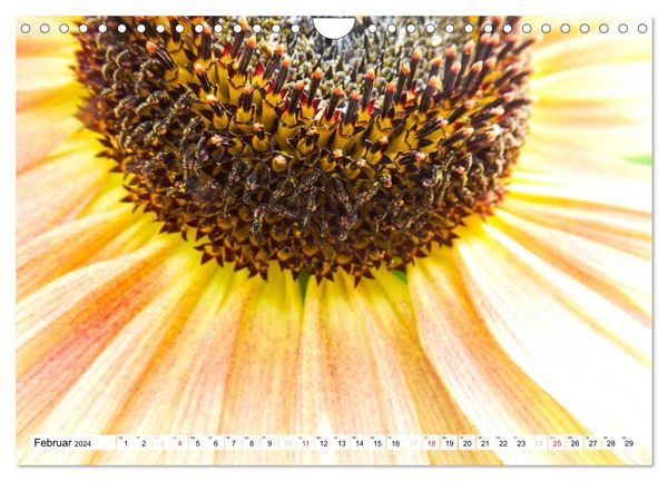 Strahlende Sonnenblumen (Wandkalender 2024 DIN A4 quer), CALVENDO Monatskalender
