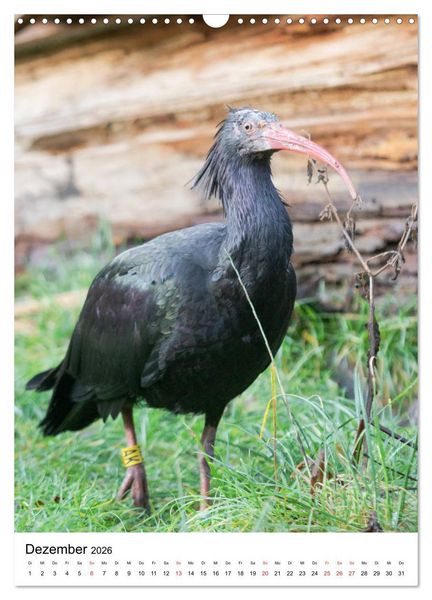 Produktbild: Der Waldrapp - Der etwas andere Vogel (Wandkalender 2026 DIN A3 hoch), CALVENDO Monatskalender