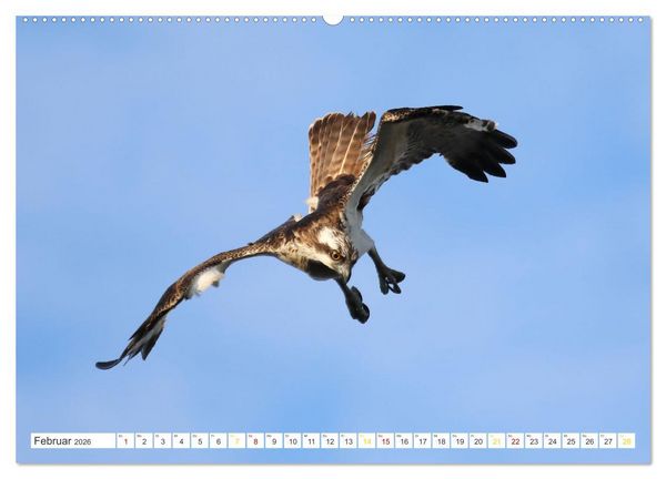 Produktbild: Fischadler - Meister des Sturzfluges (Wandkalender 2026 DIN A2 quer), CALVENDO Monatskalender