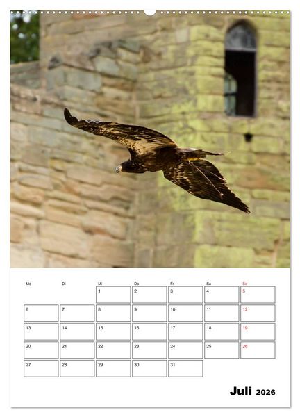 Produktbild: Raub- und Greifv&ouml;gel im Flug (hochwertiger Premium Wandkalender 2026 DIN A2 hoch), Kunstdruck in Hochglanz