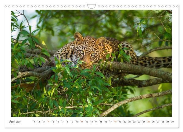 Produktbild: Afrika Wildlife-Fotografien (Wandkalender 2027 DIN A3 quer), CALVENDO Monatskalender