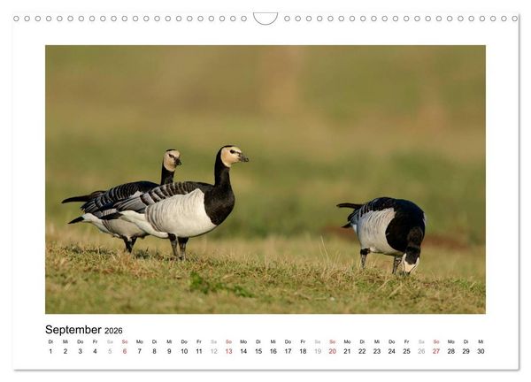 Produktbild: Geschnatter - Enten und G&auml;nse in Deutschland (Wandkalender 2026 DIN A3 quer), CALVENDO Monatskalender