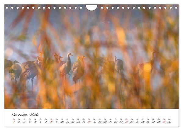 Produktbild: Kraniche am Schlafplatz - im Naturparadies der Mecklenburgischen Seenplatte (Wandkalender 2026 DIN A4 quer), CALVENDO Monatskalender