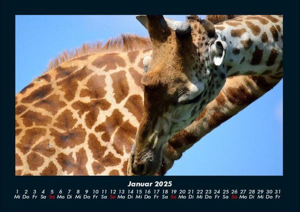 Produktbild: Giraffen 2025 Fotokalender DIN A4