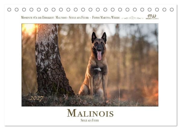 Produktbild: Malinois - Seelen aus Feuer (Tischkalender 2027 DIN A5 quer), CALVENDO Monatskalender
