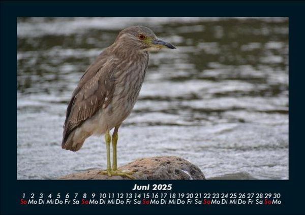Produktbild: Welt der V&ouml;gel 2025 Fotokalender DIN A5