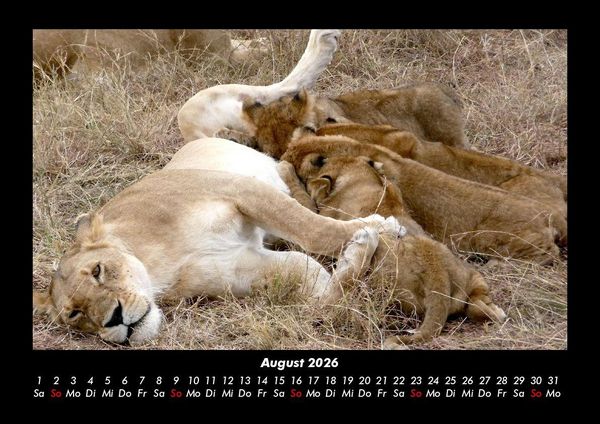 Produktbild: L&ouml;wen in der Wildnis 2026 Fotokalender DIN A3