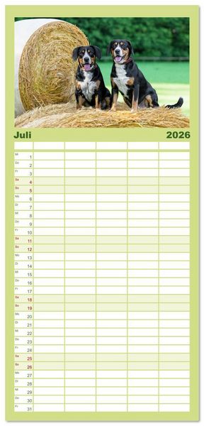 Produktbild: Familienplaner 2026 - Entlebucher - Temperamentvolle Schweizer Sennenhunde mit 5 Spalten (Wandkalender, 21 x 45 cm) CALVENDO