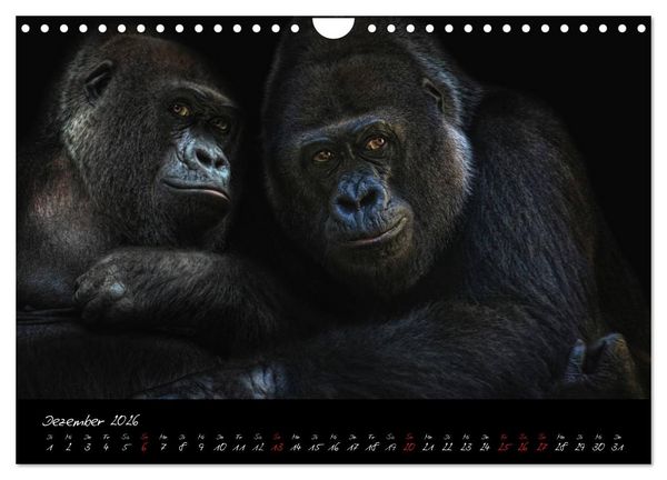 Produktbild: Gorilla (Wandkalender 2026 DIN A4 quer), CALVENDO Monatskalender