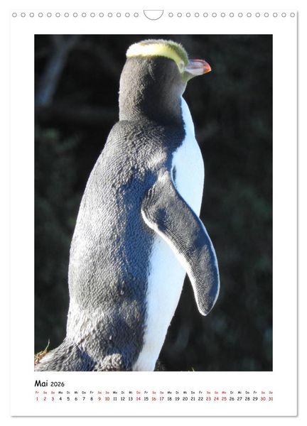 Produktbild: Neuseelands Pelzrobben und Gelbaugenpinguine (Wandkalender 2026 DIN A3 hoch), CALVENDO Monatskalender