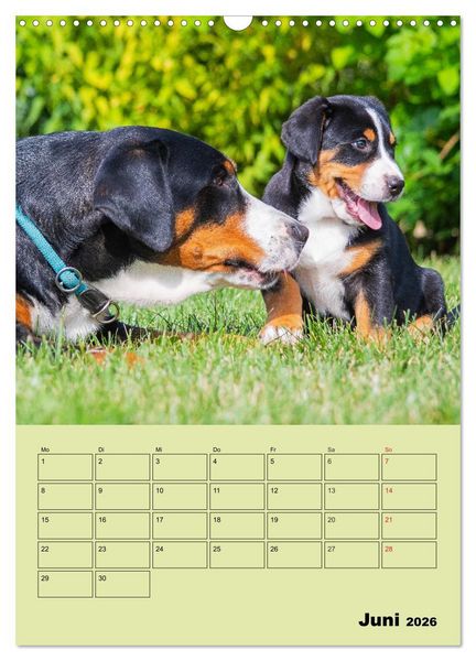Produktbild: Familienplaner Gro&szlig;er Schweizer Sennenhund (Wandkalender 2026 DIN A3 hoch), CALVENDO Monatskalender