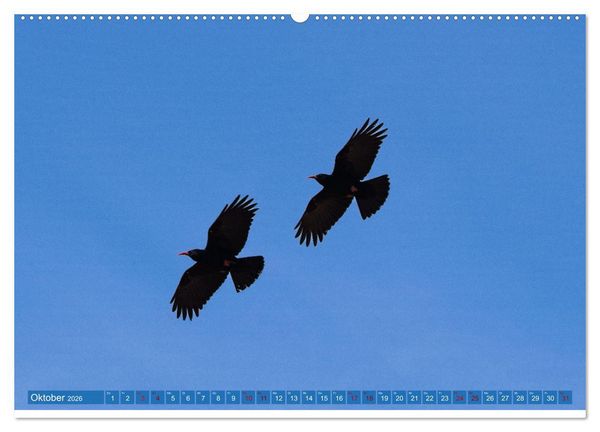 Produktbild: V&ouml;gel der Algarve (Wandkalender 2026 DIN A2 quer), CALVENDO Monatskalender