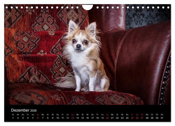 Produktbild: Chihuahuas - Cool and Cute (Wandkalender 2026 DIN A4 quer), CALVENDO Monatskalender