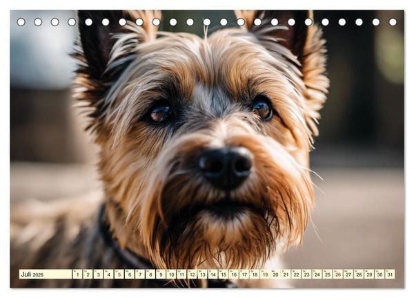 Produktbild: Cairn Terrier - lustiges Raubein aus Schottland (Tischkalender 2026 DIN A5 quer), CALVENDO Monatskalender