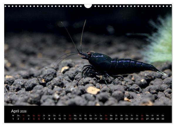 Produktbild: Zwerggarnelen - gepanzerte Juwelen im Aquarium (Wandkalender 2026 DIN A3 quer), CALVENDO Monatskalender