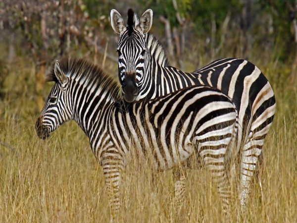 Produktbild: CALVENDO Puzzle Zebra-Kleinfamilie, Namibia | 1000 Teile Lege-Gr&ouml;&szlig;e 64x48cm Foto-Puzzle f&uuml;r gl&uuml;ckliche Stunden