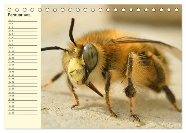 Produktbild: Flei&szlig;ige Bienen. Von der Bl&uuml;te bis zum Honig (Tischkalender 2026 DIN A5 quer), CALVENDO Monatskalender