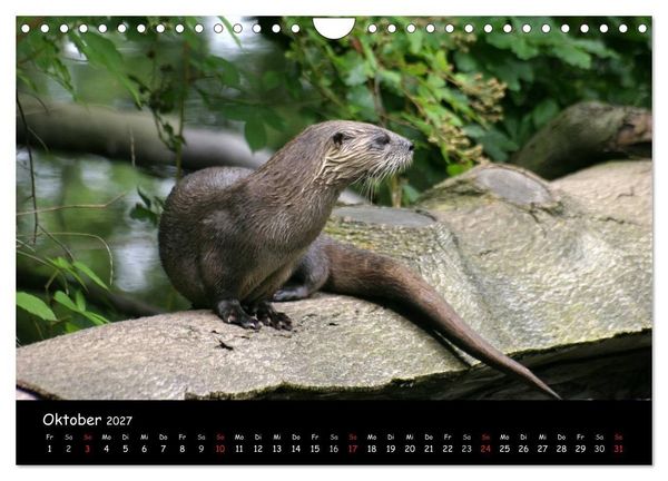 Produktbild: Putzige Fischj&auml;ger (Wandkalender 2027 DIN A4 quer), CALVENDO Monatskalender