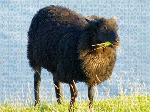 Produktbild: CALVENDO Puzzle Schwarzes Schaf auf Helgoland 1000 Teile Lege-Gr&ouml;&szlig;e 64 x 48 cm Foto-Puzzle Bild von kattobello