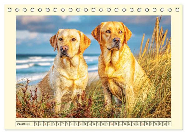 Produktbild: Labrador Retriever. Labrador-Magie f&uuml;r Herz und Seele (Tischkalender 2026 DIN A5 quer), CALVENDO Monatskalender