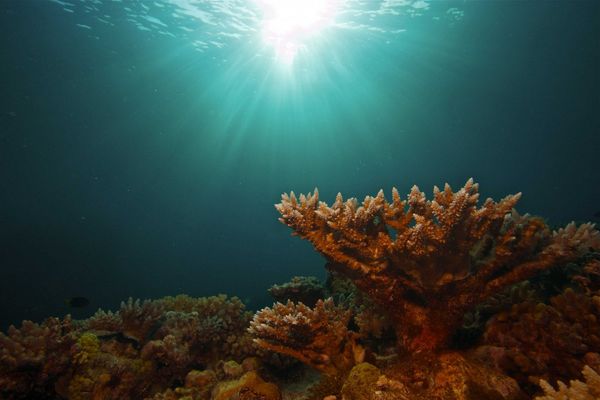 Produktbild: Das Great Barrier Reef - Naturwunder der Superlative